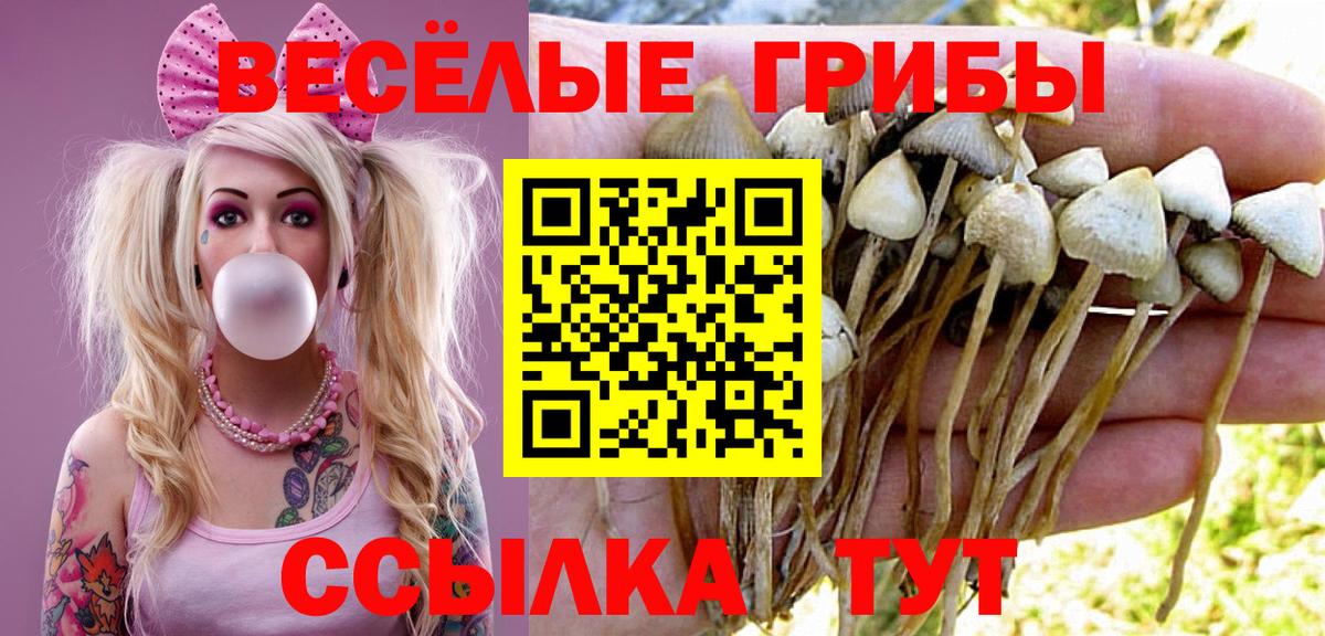 сколько стоит  Псилоцибиновые грибы Magic Shrooms  Вход с VPN  Ишим  Псилоцибиновые грибы Psilocybe 